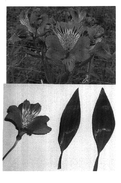 Figure 1 of US plant patent PP17499, the photograph of Maestro printed in the patent.