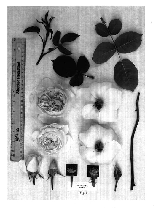 Figure 1 of US plant patent PP17500, the photograph of AUSrumba printed in the patent.