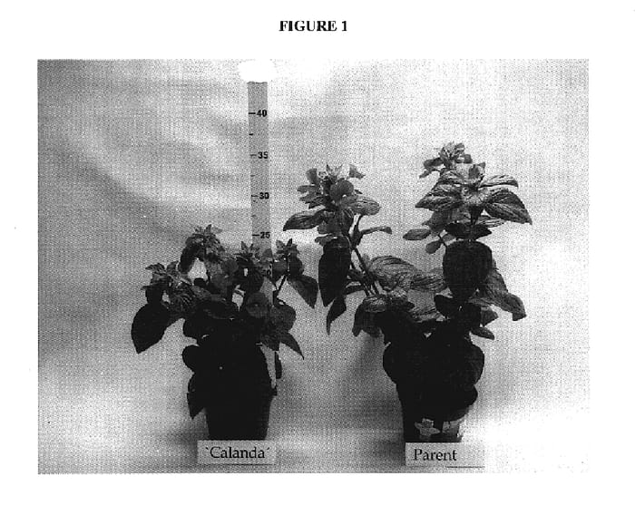 Figure 1 of US plant patent PP17501, the photograph of Calanda printed in the patent.
