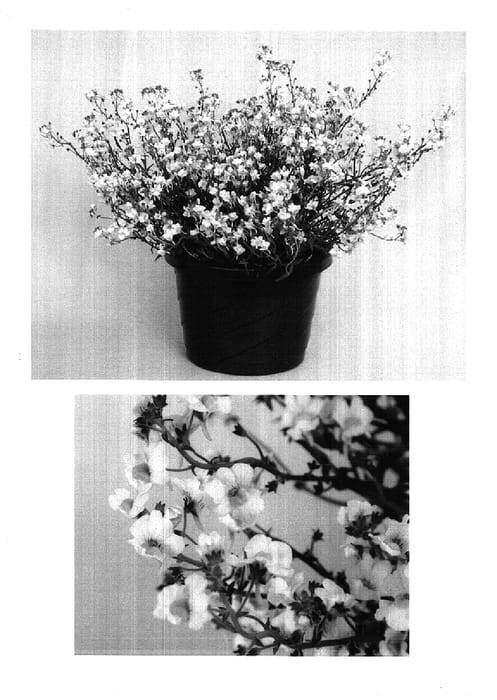 Figure 1 of US plant patent PP17502, the photograph of Intraiwhi printed in the patent.