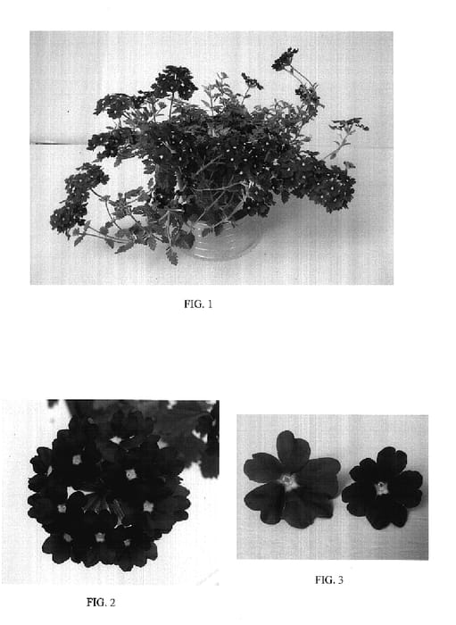 Figure 1 of US plant patent PP17503, the photograph of Balazvio printed in the patent.