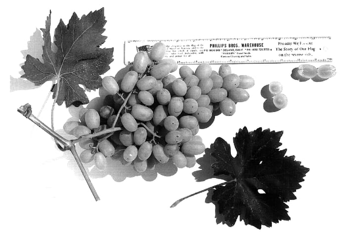 Figure 1 of US plant patent PP17504, the photograph of Blanc Seedless printed in the patent.