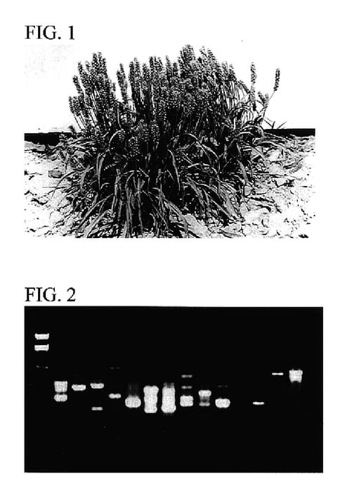 Figure 1 of US plant patent PP17505, the photograph of Mayuri printed in the patent.