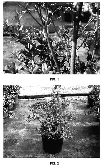 Figure 1 of US plant patent PP17506, the photograph of MNIOCM printed in the patent.