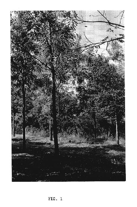Figure 1 of US plant patent PP17507, the photograph of Beineke 11 printed in the patent.