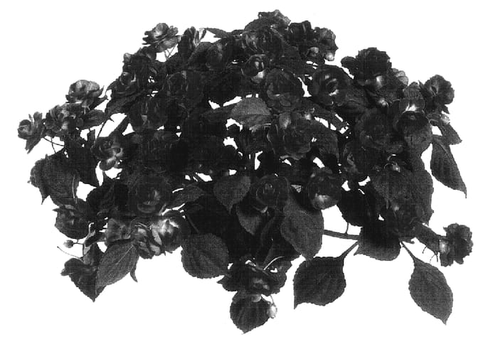 Figure 1 of US plant patent PP17508, the photograph of Danmubicred printed in the patent.