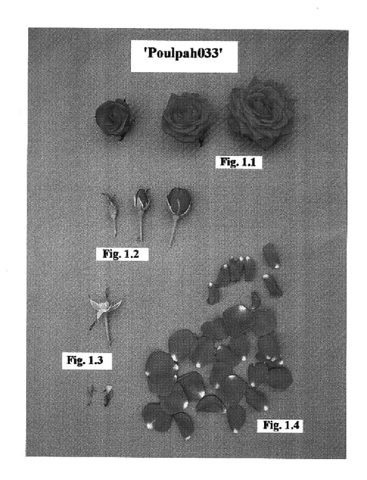 Figure 1 of US plant patent PP17509, the photograph of Poulpah033 printed in the patent.