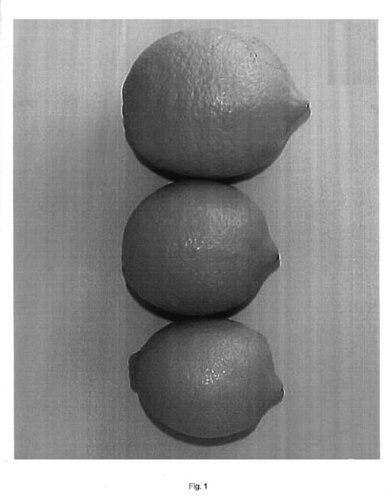 Figure 1 of US plant patent PP17510, the photograph of Limoneira seedless printed in the patent.
