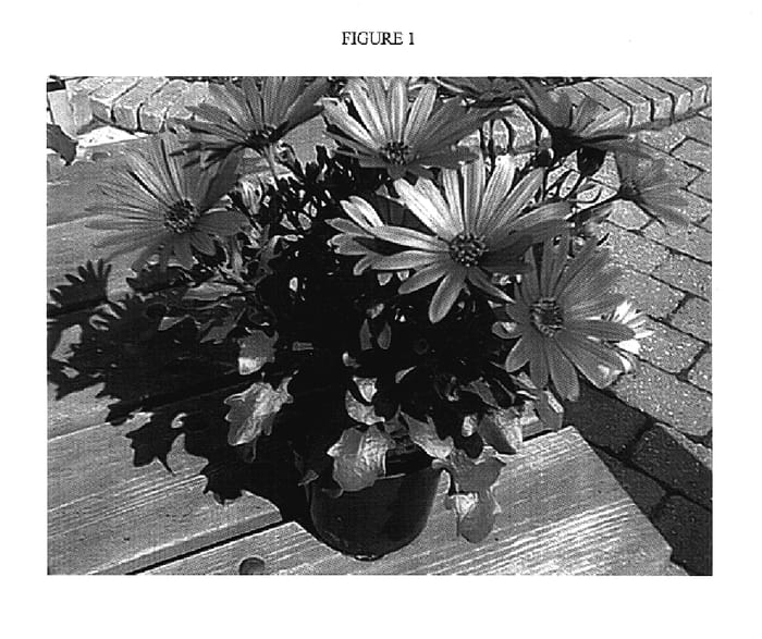 Figure 1 of US plant patent PP17511, the photograph of Sunny Plum Serena printed in the patent.