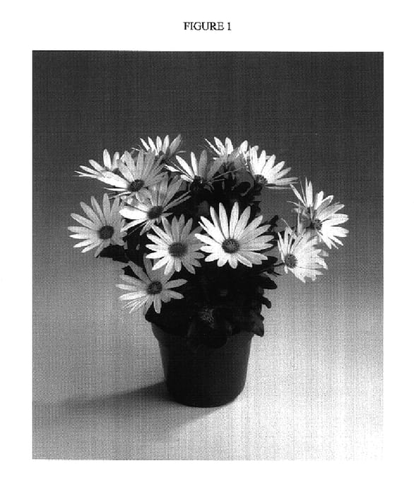 Figure 1 of US plant patent PP17512, the photograph of Sunny Antique Serena printed in the patent.