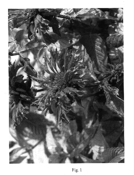 Figure 1 of US plant patent PP17513, the photograph of Mondid 0803 printed in the patent.