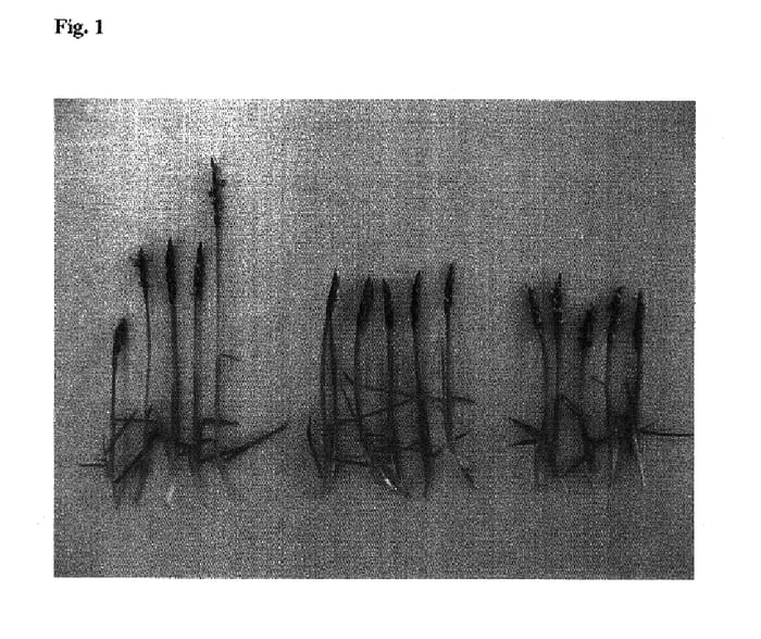 Figure 1 of US plant patent PP17514, the photograph of TM9 printed in the patent.