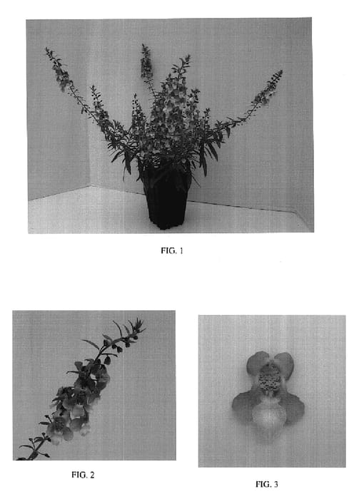 Figure 1 of US plant patent PP17515, the photograph of Balangpikim printed in the patent.
