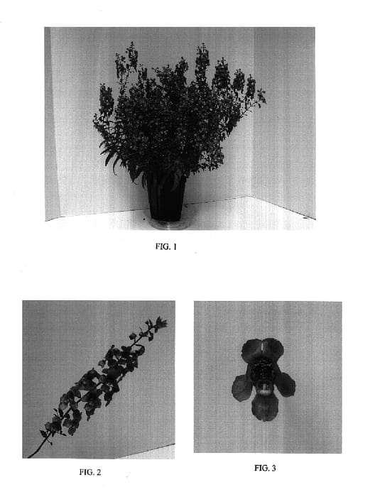 Figure 1 of US plant patent PP17516, the photograph of Balangdarla printed in the patent.