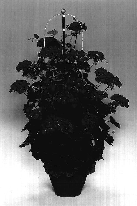 Figure 1 of US plant patent PP17517, the photograph of Tikvio printed in the patent.