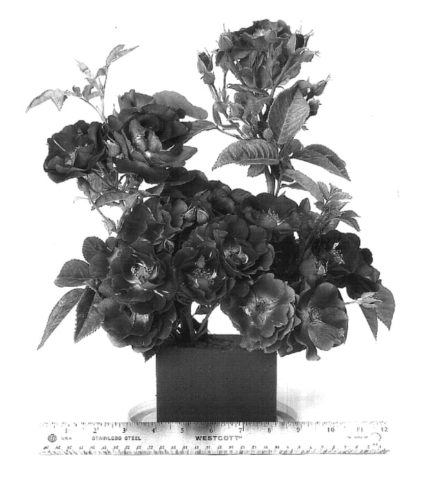Figure 1 of US plant patent PP17518, the photograph of FRAntasia printed in the patent.