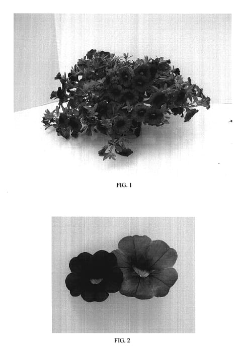 Figure 1 of US plant patent PP17519, the photograph of Balcabpurp printed in the patent.