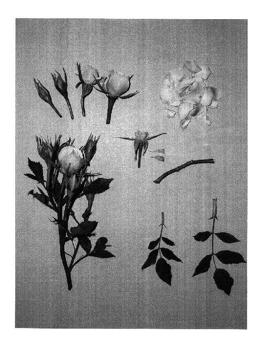Figure 1 of US plant patent PP17521, the photograph of KORoskin printed in the patent.