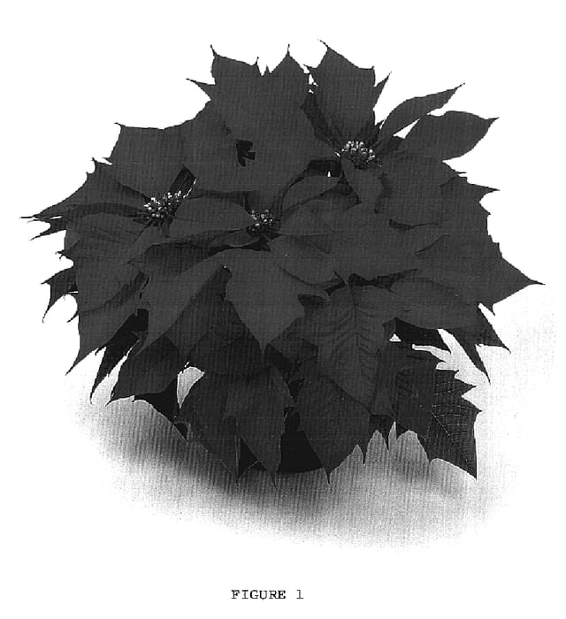Figure 1 of US plant patent PP17522, the photograph of ATN VR2 printed in the patent.
