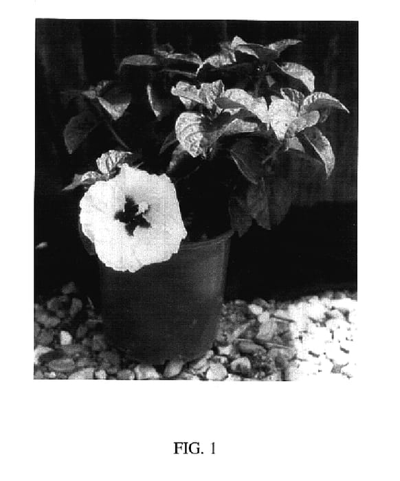 Figure 1 of US plant patent PP17523, the photograph of BIG BIRD printed in the patent.
