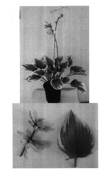 Figure 1 of US plant patent PP17524, the photograph of Magic Fire printed in the patent.
