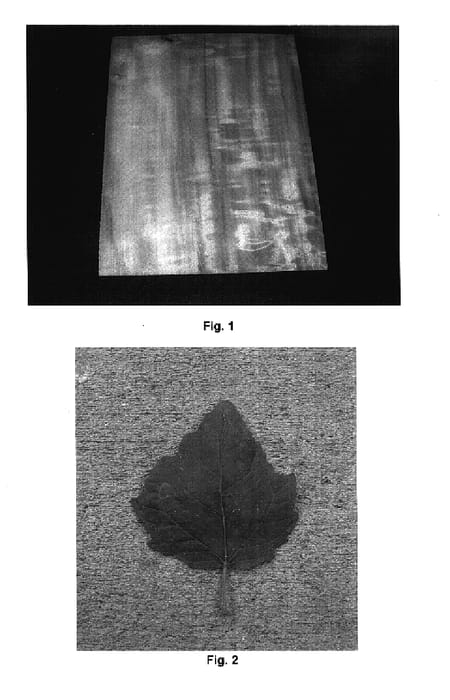 Figure 1 of US plant patent PP17525, the photograph of Curly Poplar printed in the patent.