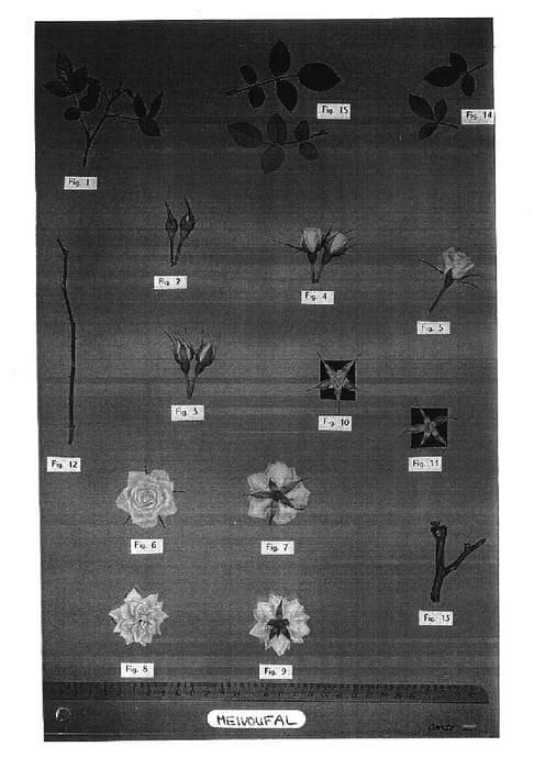 Figure 1 of US plant patent PP17526, the photograph of Meivoufal printed in the patent.