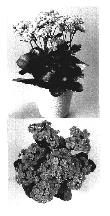 Figure 1 of US plant patent PP17527, the photograph of KJ 2003 0785 printed in the patent.
