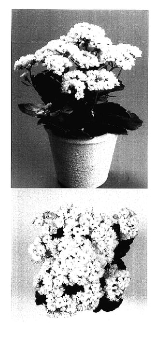 Figure 1 of US plant patent PP17528, the photograph of KJ 2003 0852 printed in the patent.
