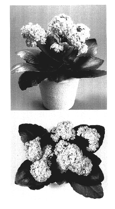 Figure 1 of US plant patent PP17529, the photograph of KJ 2003 0855 printed in the patent.