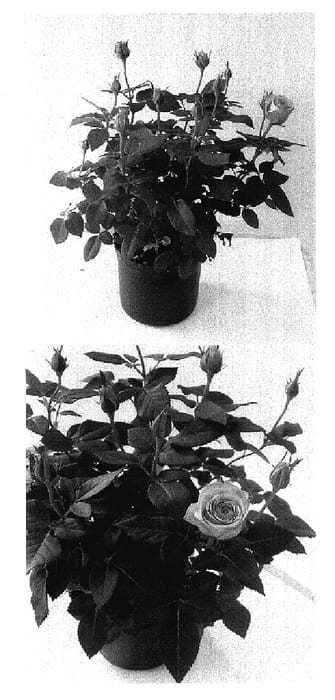 Figure 1 of US plant patent PP17530, the photograph of Evera 131 printed in the patent.