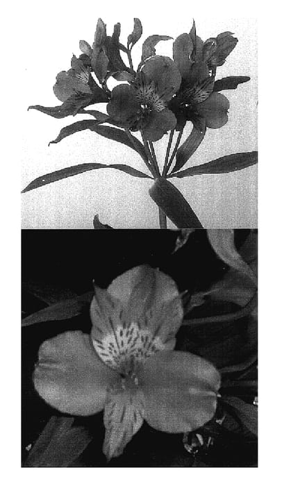 Figure 1 of US plant patent PP17531, the photograph of Lucca printed in the patent.