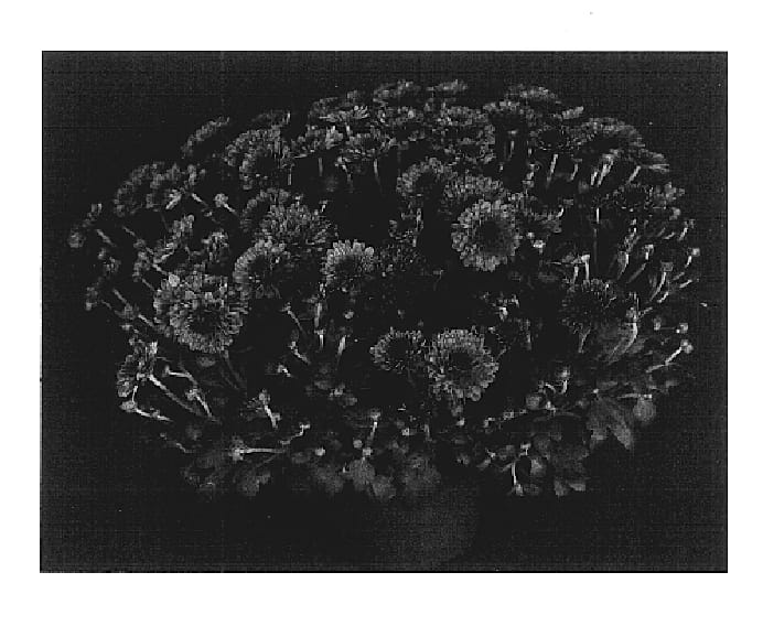 Figure 1 of US plant patent PP17532, the photograph of Yojenna printed in the patent.