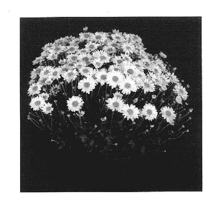 Figure 1 of US plant patent PP17533, the photograph of Yogwendolyn printed in the patent.