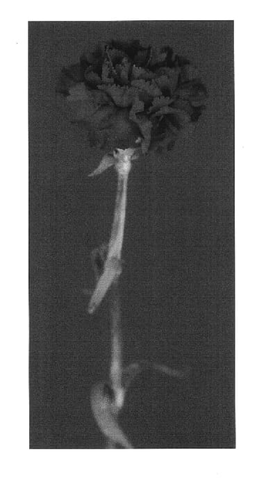 Figure 1 of US plant patent PP17534, the photograph of Yoder Top printed in the patent.