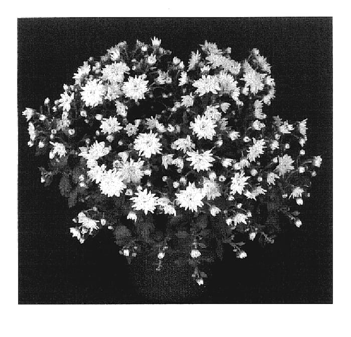 Figure 1 of US plant patent PP17535, the photograph of Yodiana printed in the patent.