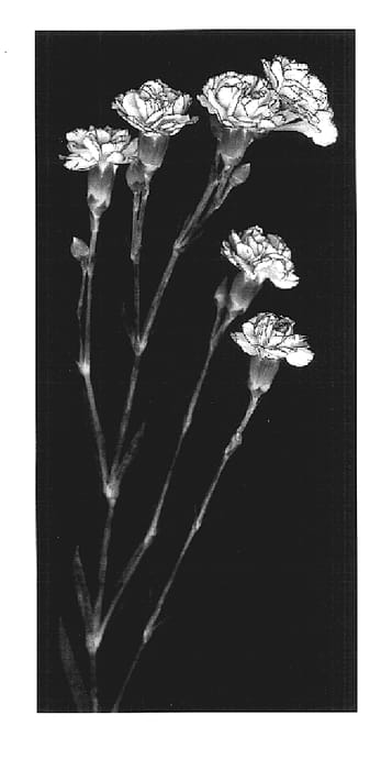 Figure 1 of US plant patent PP17536, the photograph of Yoder Joy printed in the patent.