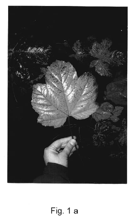 Figure 1 of US plant patent PP17537, the photograph of Tunpetti printed in the patent.