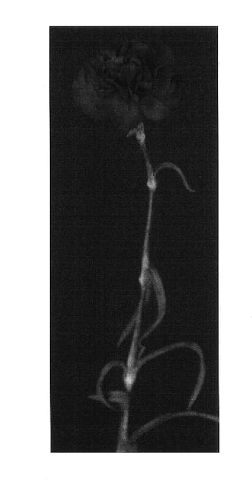 Figure 1 of US plant patent PP17538, the photograph of Yoder Flash printed in the patent.