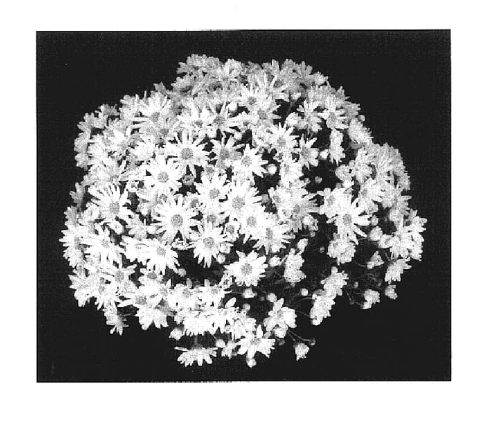 Figure 1 of US plant patent PP17539, the photograph of Frosty Yojeanette printed in the patent.