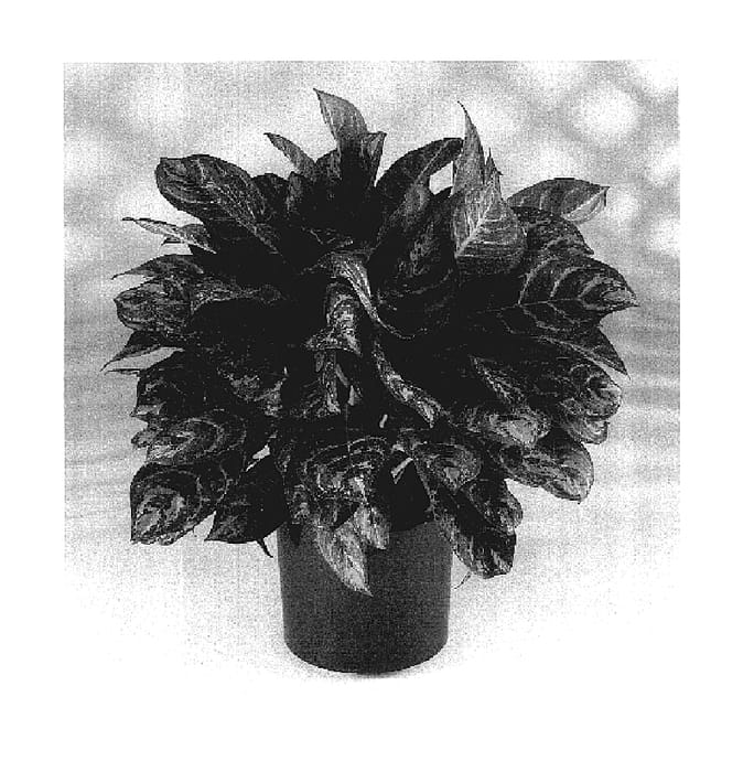 Figure 1 of US plant patent PP17540, the photograph of Calypso printed in the patent.