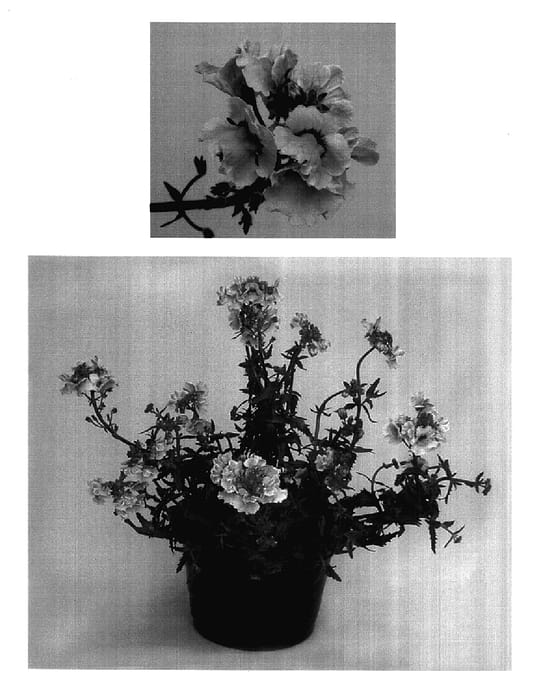 Figure 1 of US plant patent PP17541, the photograph of Inupyel printed in the patent.