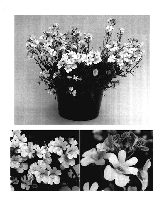 Figure 1 of US plant patent PP17542, the photograph of Intraibana printed in the patent.