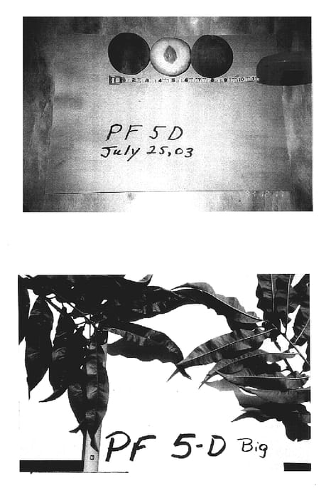 Figure 1 of US plant patent PP17543, the photograph of P.F. 5D Big printed in the patent.