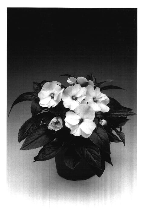 Figure 1 of US plant patent PP17544, the photograph of Ingwweye printed in the patent.
