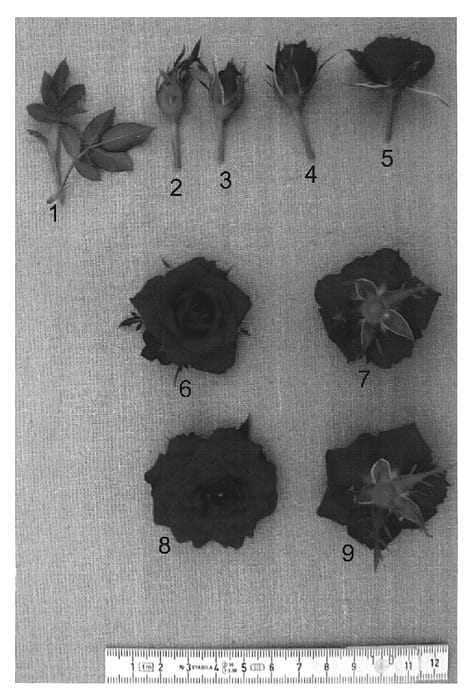 Figure 1 of US plant patent PP17545, the photograph of JENtwelve printed in the patent.