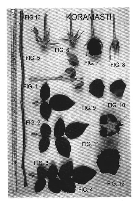 Figure 1 of US plant patent PP17546, the photograph of Koramasti printed in the patent.