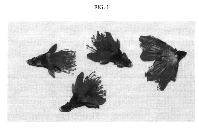 Figure 1 of US plant patent PP17548, the photograph of Nectaperle printed in the patent.