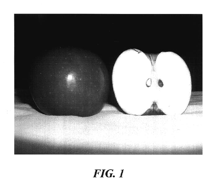 Figure 1 of US plant patent PP17549, the photograph of SJ303 printed in the patent.