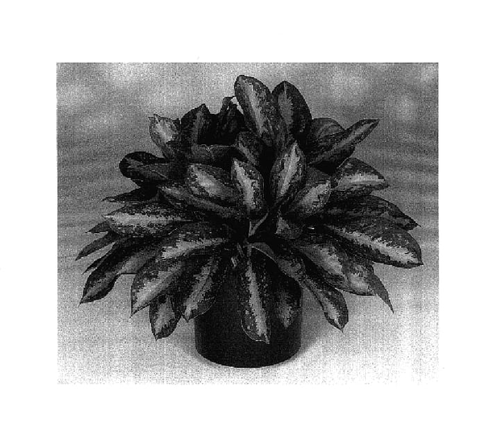Figure 1 of US plant patent PP17550, the photograph of Key Largo printed in the patent.